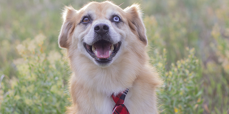 Cómo viajar con tu perro a Estados Unidos