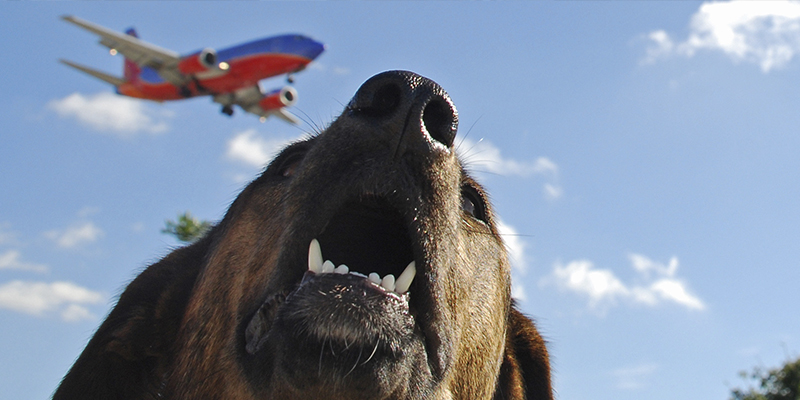 Cómo viajar con tu perro a Estados Unidos