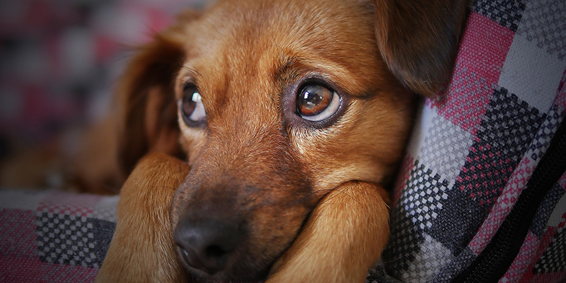 Cómo viajar con tu perro a Estados Unidos