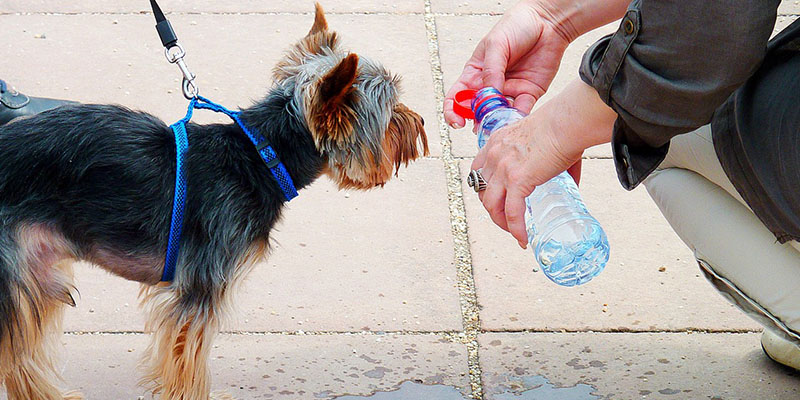 precauciones para viajar con tu perro en avión