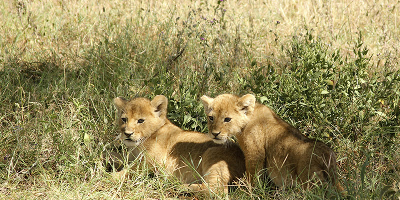 mejores safaris en África