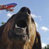 precauciones para viajar con tu perro en avión