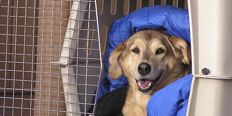 consejos para viajar con tu perro en avión