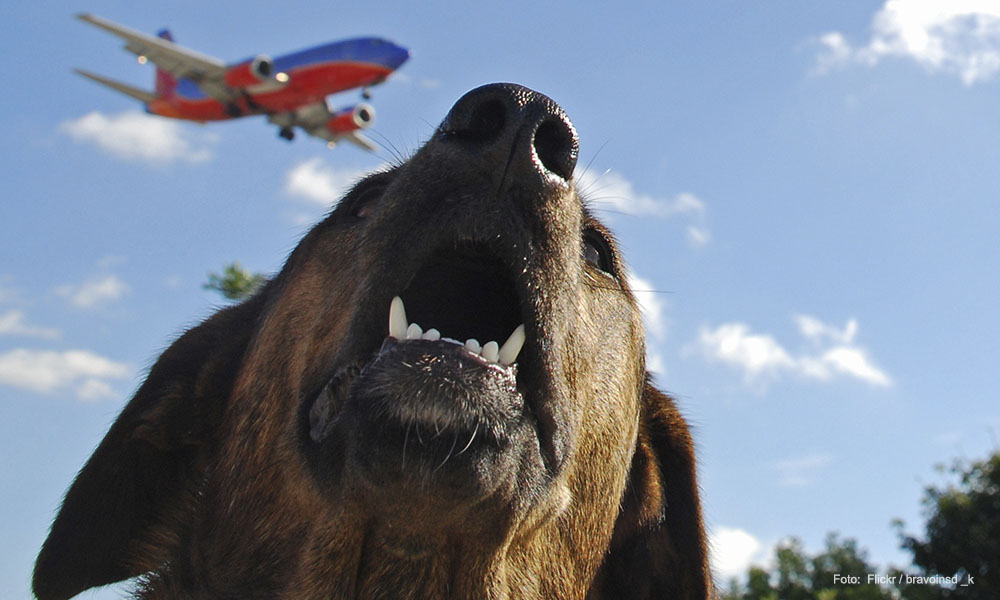 precauciones para viajar con tu perro en avión