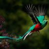 Chiapas Birding and Photo Festival
