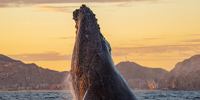 Qué ver y qué hacer en Los Cabos