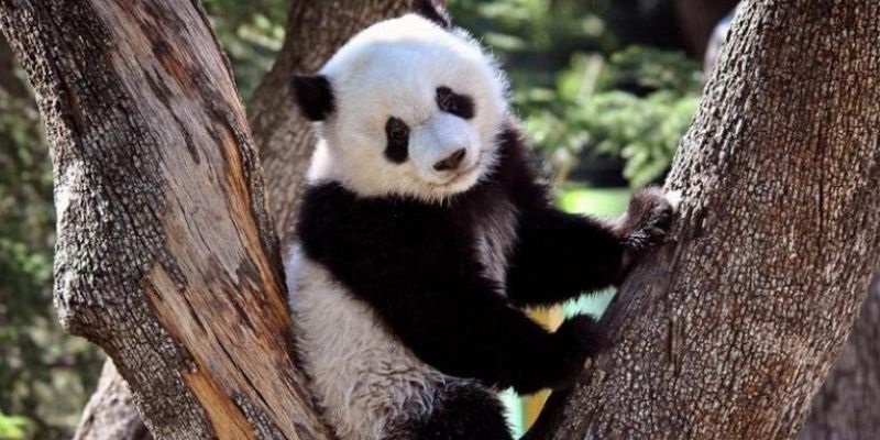 Cosas que hacer en Madrid con niños: visitar Zoo Aquarium. Cosas que hacer en Madrid con niños