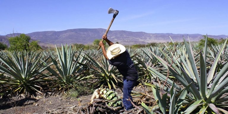 Cuánto cuesta hacer la ruta del mezcal en Oaxaca