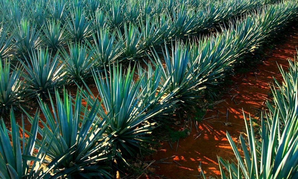 Cuánto cuesta hacer la ruta del mezcal en Oaxaca