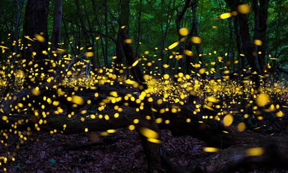 Se cancela temporada de luciérnagas 2020