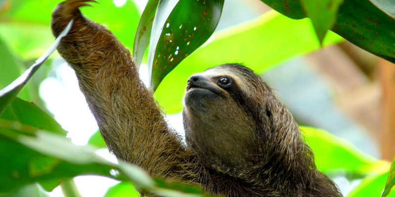 ya se puede ir a costa rica ¿Ya se puede ir a Costa Rica?