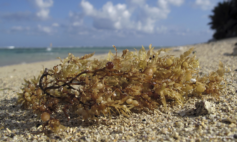 ¿Qué es el sargazo?
