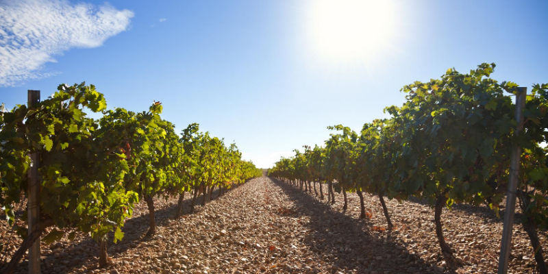 Ruta del vino Ribera del Duero