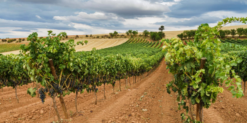 Ruta del vino Ribera del Duero