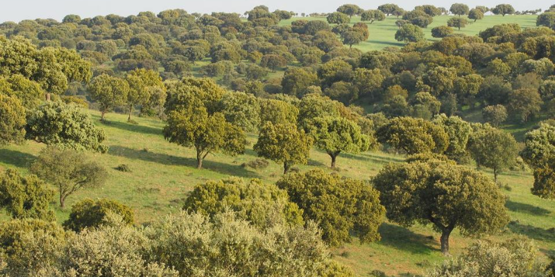  La ruta del jamón ibérico