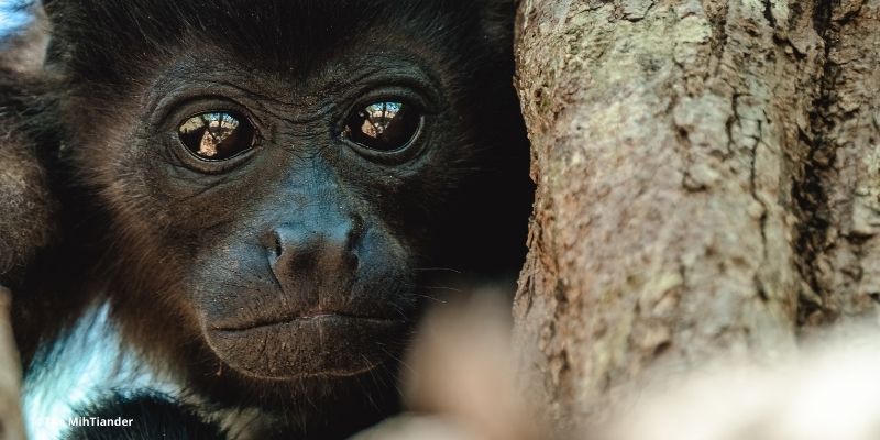 ¿Qué hacer con niños en Belice?