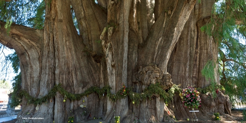 Oaxaca para niños: las mejores cosas que hacer