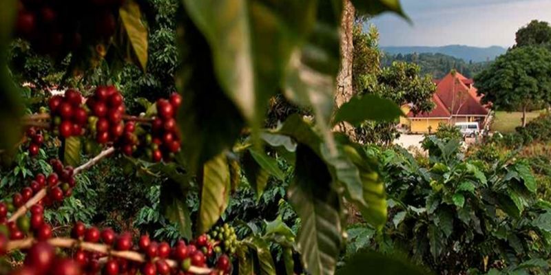 Que atractivos visitar en Chiapas