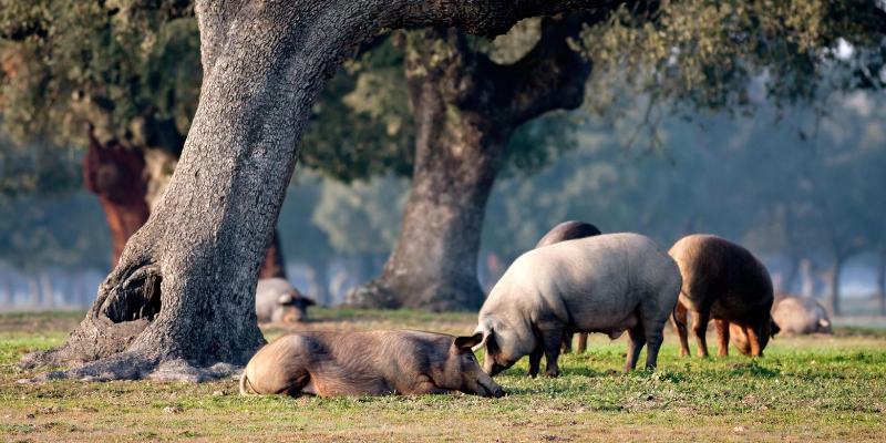 La ruta del jamón ibérico