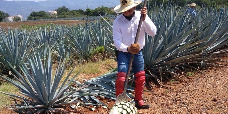 Guadalajara: un destino seguro