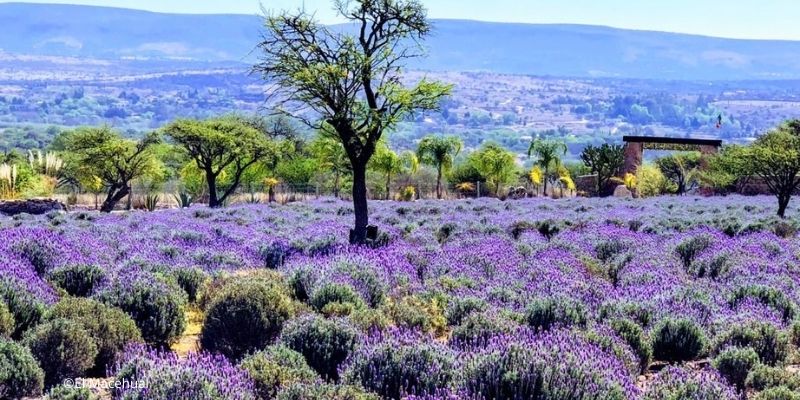 Cómo redescubrir San Miguel de Allende y mantener la sana distancia