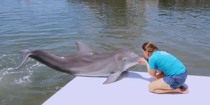 Los mejores lugares para ver e interactuar con delfines en Florida. 