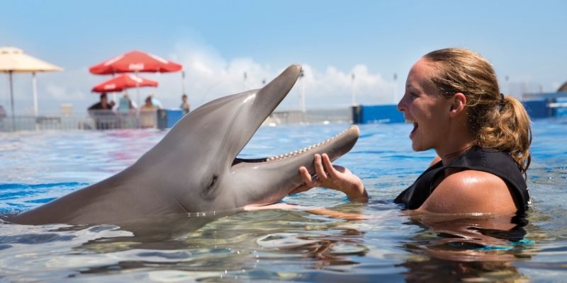Los mejores lugares para ver e interactuar con delfines en Florida. 