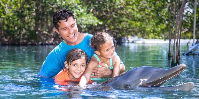 Los mejores lugares para ver e interactuar con delfines en Florida.