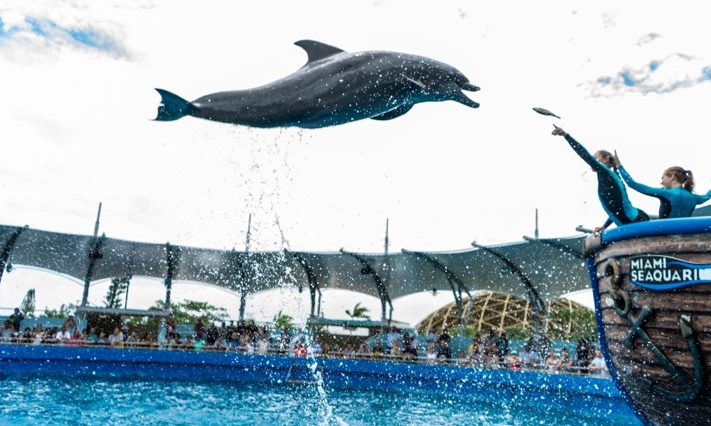 Los mejores lugares para ver e interactuar con delfines en Florida.