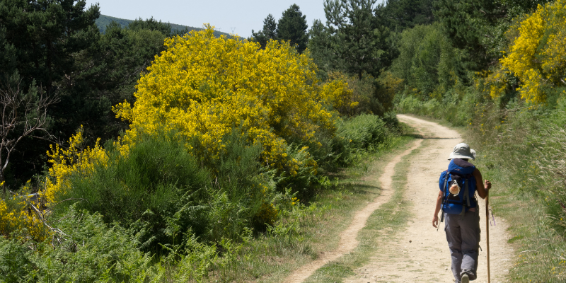 camino de santiago que saber