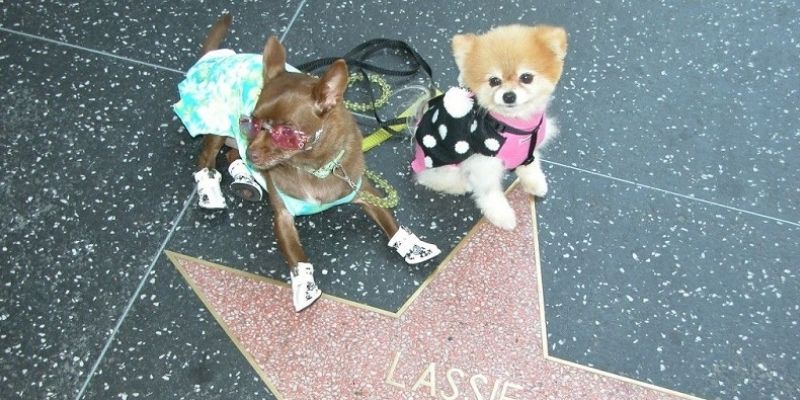 Las mejores cosas que hacer en Los Ángeles con mascotas