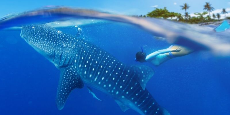 Guía esencial para nadar con tiburón ballena en Cancún
