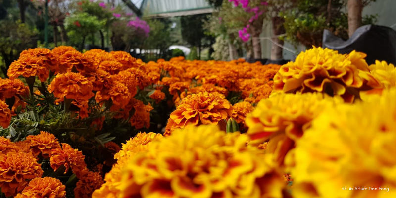 mercado flores cdmx