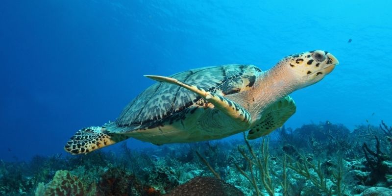 5 actividades que solo puedes hacer en Cozumel