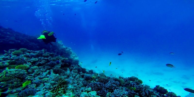 5 actividades que solo puedes hacer en Cozumel