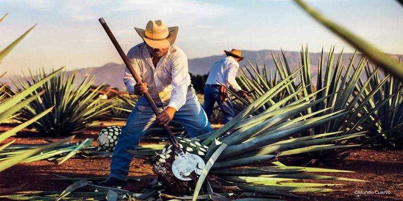 razones mundo cuervo este verano