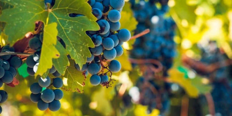 Valle de Guadalupe: 10 errores comunes de la Ruta del vino