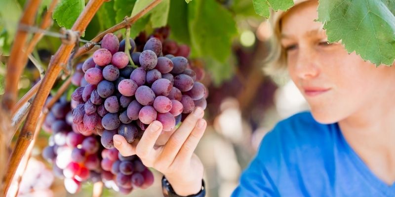 Valle de Guadalupe: 10 errores comunes de la Ruta del vino