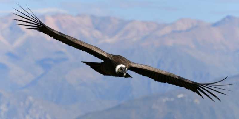 mirador cruz del condor peru