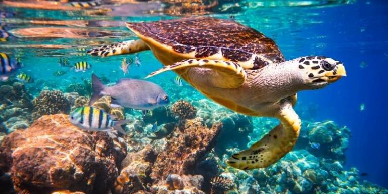 Ruta de la Costa de Oaxaca: enamórate de la naturaleza y las playas