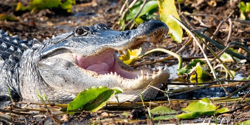 Boggy Creek Airboat Adventures