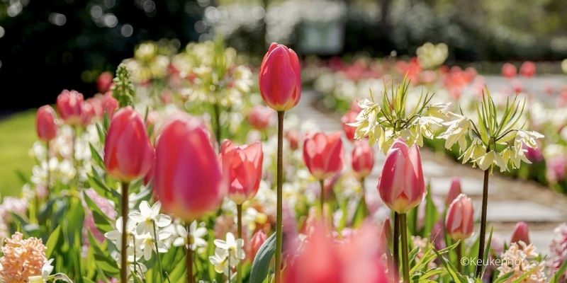 tulipanes ver amsterdam