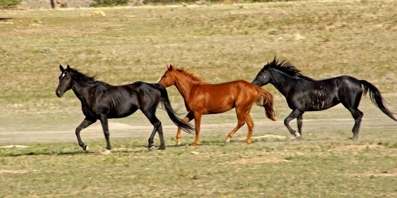 wyoming road trip call of the wild