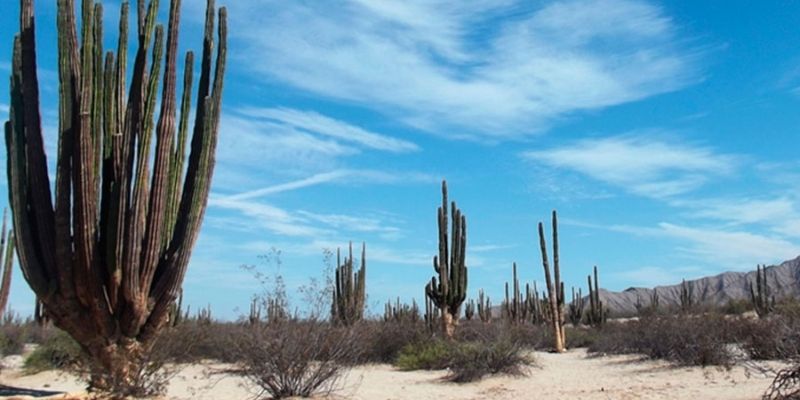 Valle de los Gigantes Baja California