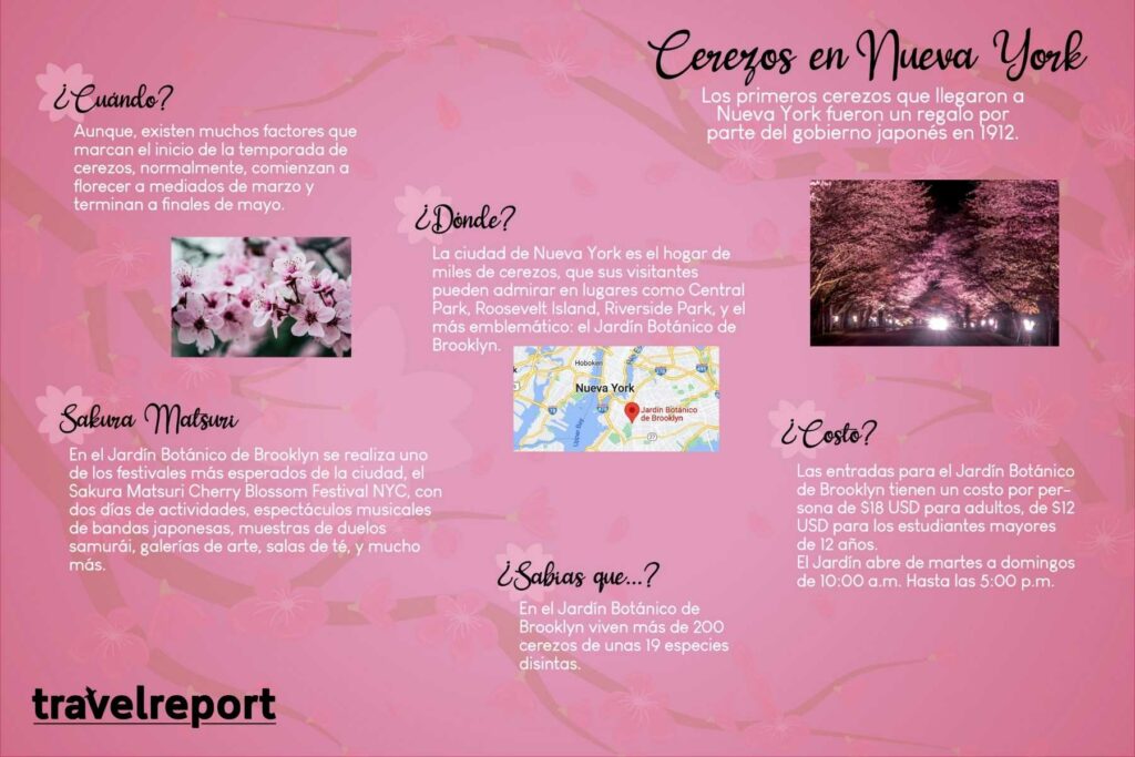 cherry blossom infografia