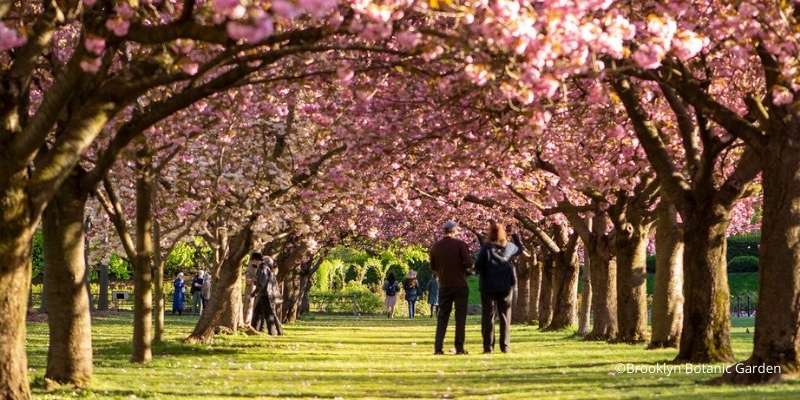 new york cherry blossom