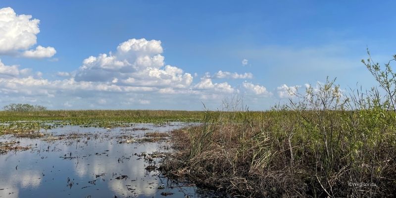 wild florida