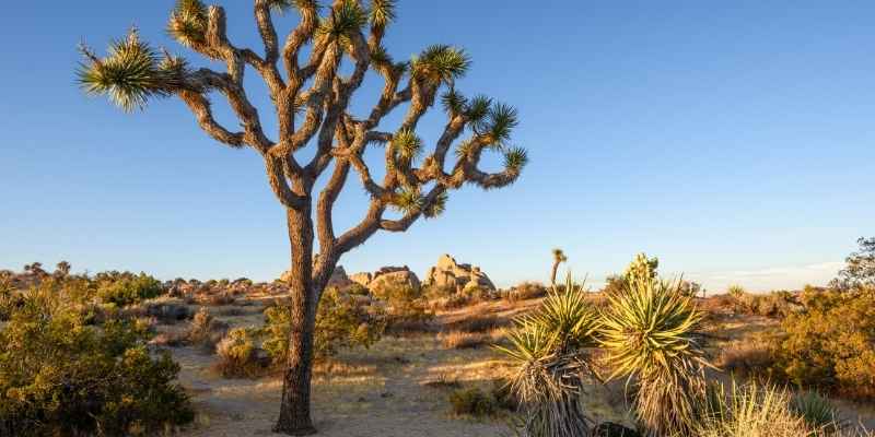 joshua tree parque california