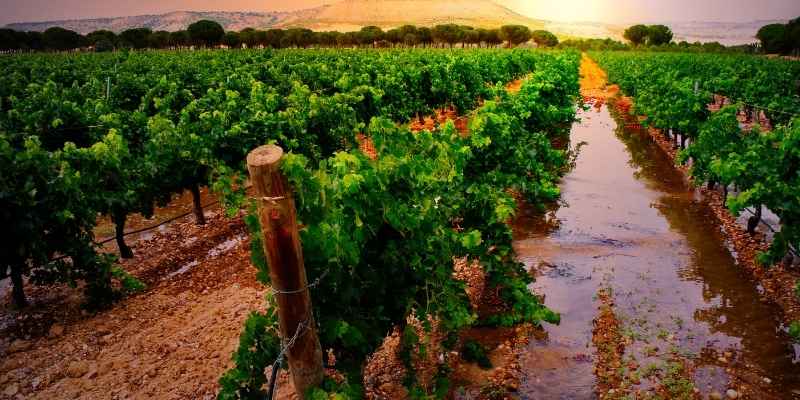 que hacer ribera del duero