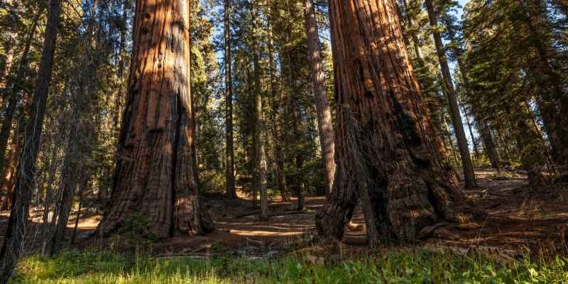 sequoia-que-hacer-parque-california